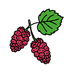 Illustration of fresh mulberry fruit with leaf vector drawing for food and nature designs