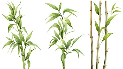 Naklejka premium Premium Quality Set of Isolated Fresh Bamboo Branches on White Background for Design Projects