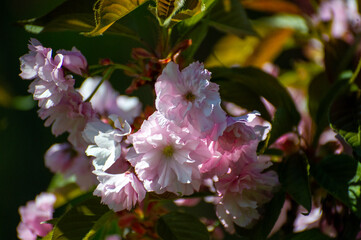 pink cherry sakura kanzan blossom