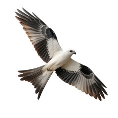 Obraz premium Swallow-tailed Kite Flying Isolated on Transparent Background