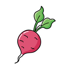 Isolated radish vector illustration, fresh organic vegetable, healthy food clip art design element