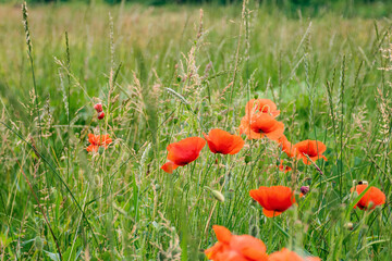 field with red poppy flowers in summer. floral nature background in bloom on the green rural meadow.