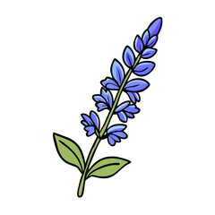 Illustration of a blue salvia flower plant with green leaves floral botanical drawing design art
