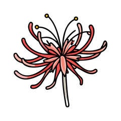 Explore the beauty of red spider lily flower a vibrant botanical illustration and floral design element