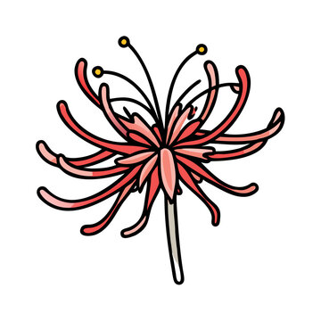 Explore the beauty of red spider lily flower a vibrant botanical illustration and floral design element