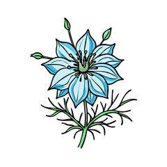 Watercolor nigella flower illustration, botanical art, floral design, spring bloom, delicate petals art
