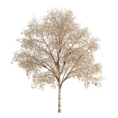 Beautiful birch tree with golden leaves in autumn, showcasing nature's vibrant colors and seasonal change