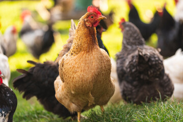 Free-range chickens in a farmyard