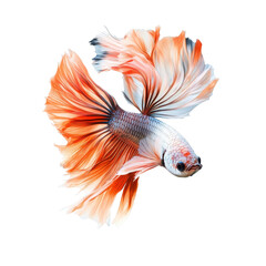 Obraz premium Beautiful betta fish swimming gracefully in clear water with vibrant fins on display