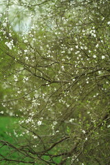 green leaves in the forest