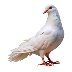 Obraz premium Elegant White feather pigeon bird isolated on transparent background 
