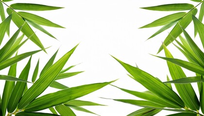 green bamboo leaves isolated