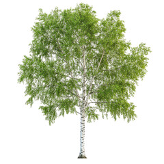 Birch tree with lush green leaves standing alone in a bright setting during daytime