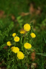 dandelions in the grass