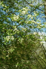 green leaves in the forest