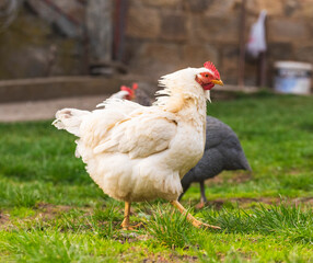 Free-range chickens in a farmyard