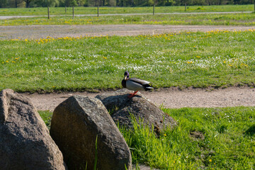 A wild duck sits on a large rock at the very edge of a river. A tranquil wildlife scene with a bird resting against a backdrop of water and greenery.