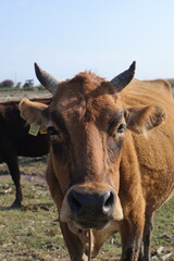 agricultural, agriculture, animal, animals, background, barn, beef, breeding, brown, business, calf, cattle, countryside, cow, cowshed, culture, dairy, eating, equipment, farm, farmer, farming, farmla