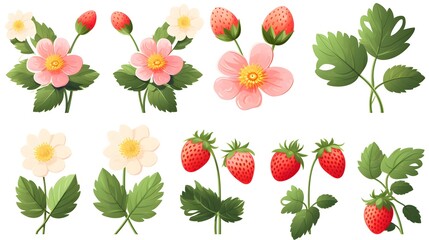 Detailed set of strawberry flowers and leaves isolated on a white background for designs