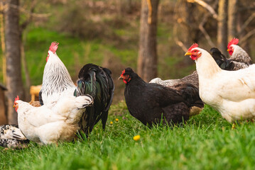 Free-range chickens in a farmyard