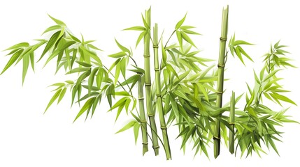 Obraz premium High-quality Bamboo Tree Isolated on White Background for Professional Design Projects
