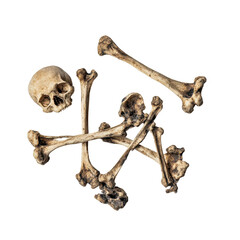 Collections of realistic human skull and bones arranged on a plain surface for educational or artistic purposes