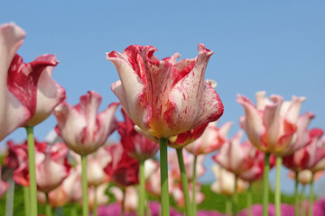 White and red variegated coronet Tulip, tulipa ‘Striped Crown’ in flower.