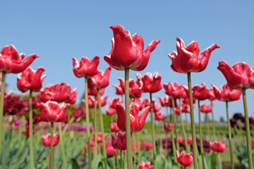 Tall red and white coronet Tulip, tulipa ‘Elegant Crown’ in flower.