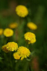 yellow dandelion flower