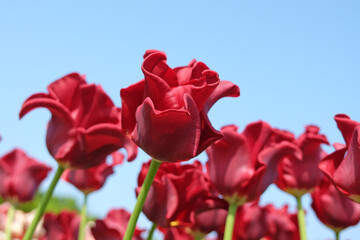 Bright red coronet Tulip, tulipa ‘Red Dress’ in flower.
