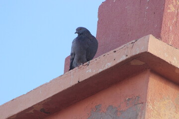 A close-up of a pigeon standing on top of a house