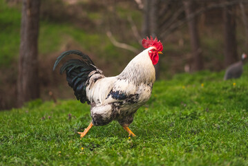 Portrait of a male colorful crowing rooster with a bright red comb