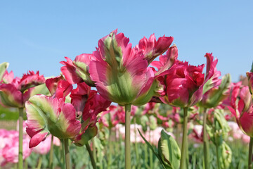 Pink and green frilled parrot Tulip, tulipa ‘Red Wave’ in flower.