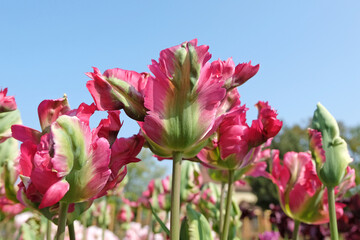 Pink and green frilled parrot Tulip, tulipa ‘Red Wave’ in flower.