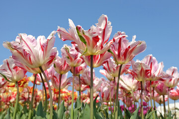 Red, pink and white variegated frilled parrot Tulip, tulipa ‘Flaming Art’ in flower.