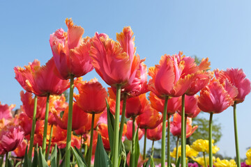 Peach pink and orange frilled parrot Tulip, tulipa ‘Amazing Parrot’ in flower.
