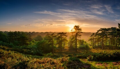 Obraz premium summer sunrise over woodland in the new forest near lyndhurst in hampshire england