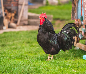 Portrait of a male colorful crowing rooster with a bright red comb