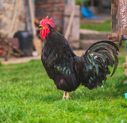 Portrait of a male colorful crowing rooster with a bright red comb