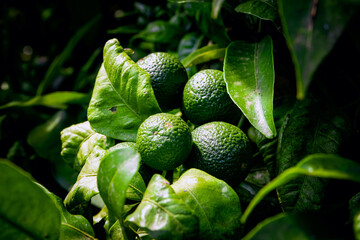Naranjas verdes 