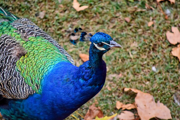 Obraz premium Pavo real