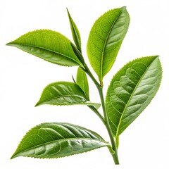 Obraz premium green leaves isolated on white background