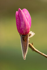 magnolia bud