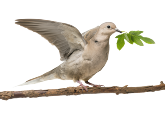 Graceful Dove with Spread Wings Holding Green Leaf in Beak While Perched on Branch, Beautiful Peace Symbol Bird Isolated on Transparent and White Background