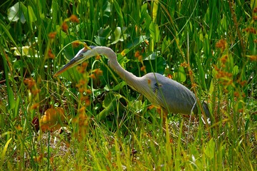 Orlando Wetlands Park Photographs
