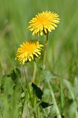 Yellow bloom of dandelion growing in the grass on the field. Taraxacum officinale aka The common dandelion. Herbaceous plant.