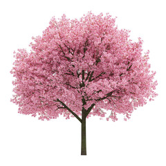 Obraz premium Beautiful flowering cherry tree in full bloom during springtime in a serene garden setting