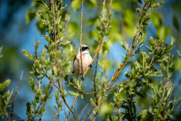 Eurasian Penduline Tit Perched Gracefully Among Spring Leaves