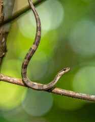 Naklejka premium little snake, in the forest, greenery background