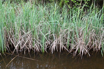 Green Grass Plants by Water in a Ditch